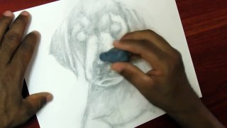 Como Dibujar un Perro Realista Labrador Retriever Cachorro