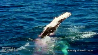 Tiger Shark Feeding Frenzy - The Death of a Humpback Whale