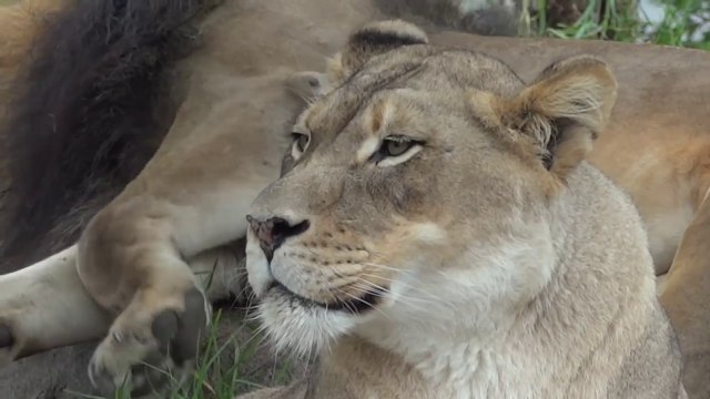 Big Cats à San Diego Safari Park. Abonnez-vous pour des vidéos de chats drôles!