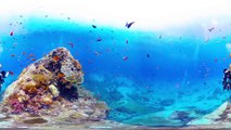 Scuba Diving Short Film in 360° Green Island, Taiwan ( 綠島, 台灣) 4K Video Quality