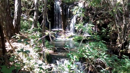 los sonidos de la naturaleza,con musica de fondo -nature sounds-