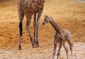 Energetic Giraffe Calf Makes Public Debut at Perth Zoo