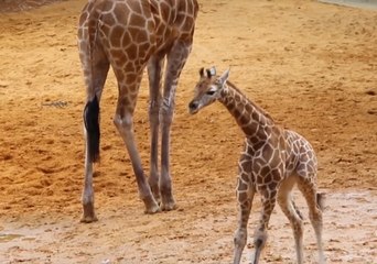 Tải video: Energetic Giraffe Calf Makes Public Debut at Perth Zoo