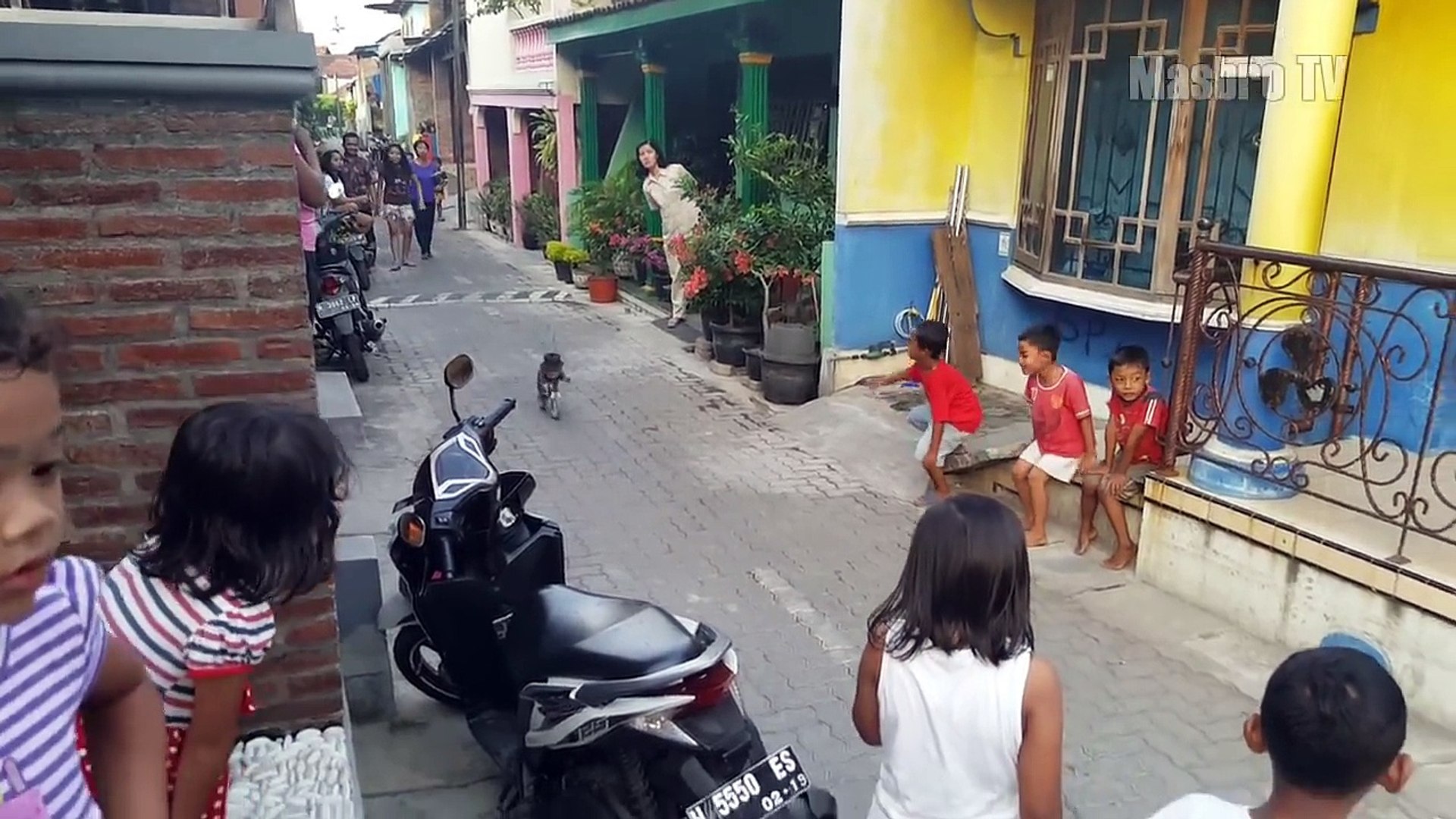 Atraksi Topeng Monyet Lucu Dari Naik Motor Sampai Meniru Gerakan