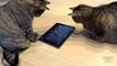 Cats playing on iPad tablet "Mouse for Cats" - Best players compilation 2018