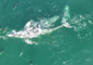 Gray Whales Play With Dolphins in Dana Point