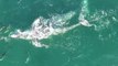Gray Whales Play With Dolphins in Dana Point