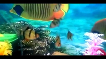 Everything about Barb Fish - [Types-Caring-Breeding-Feeding]