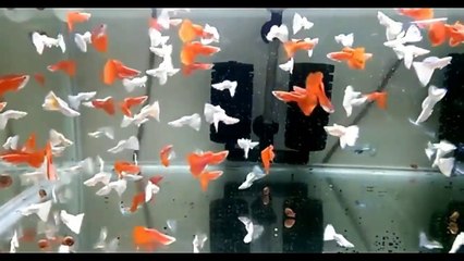 Everything about Guppy Fish - [Types-Caring-Breeding-Feeding]