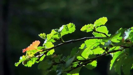 A vendre - Maison - Blonay (1807) - 8 pièces - 238m²