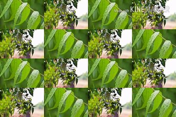 Neems Ayurvedic Nature.