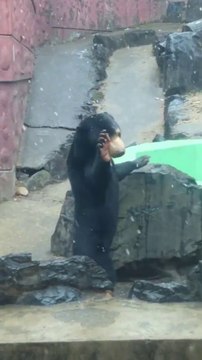 Cet ours trop content d'avoir de la neige dans son enclos au Zoo...