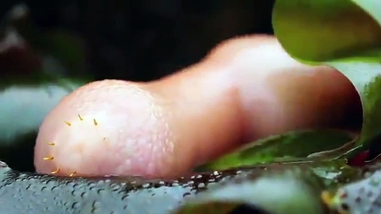 Hiç deniz solucanı görmüş müydünüz? YT/Waterbody