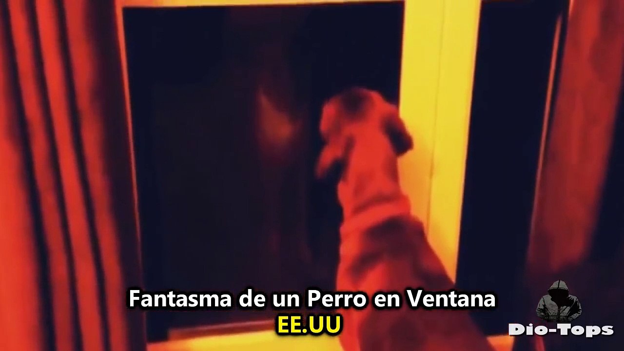 5 FANTASMAS Reales VISTOS por Perros | Top 5