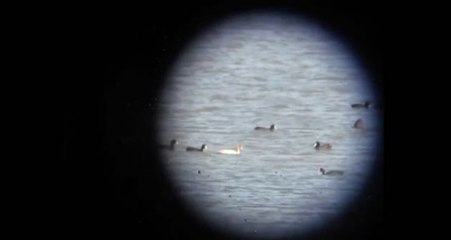 Adana'da Ender Rastlanan Kuş Türü Görüntülendi