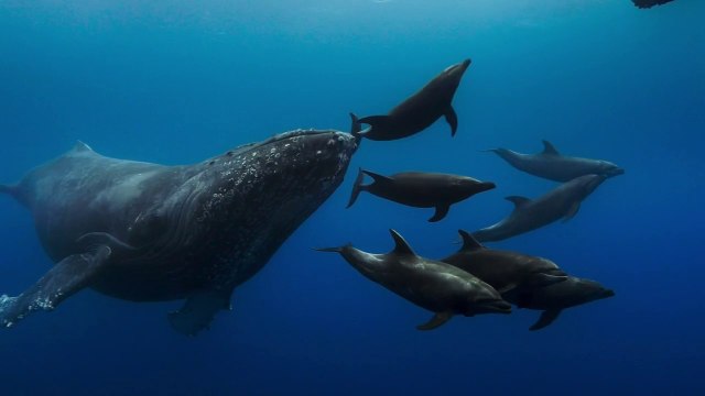 Avec Blue , Disney veut alerter sur l'océan... avec des caméras spécialement conçues pour suivre les baleines