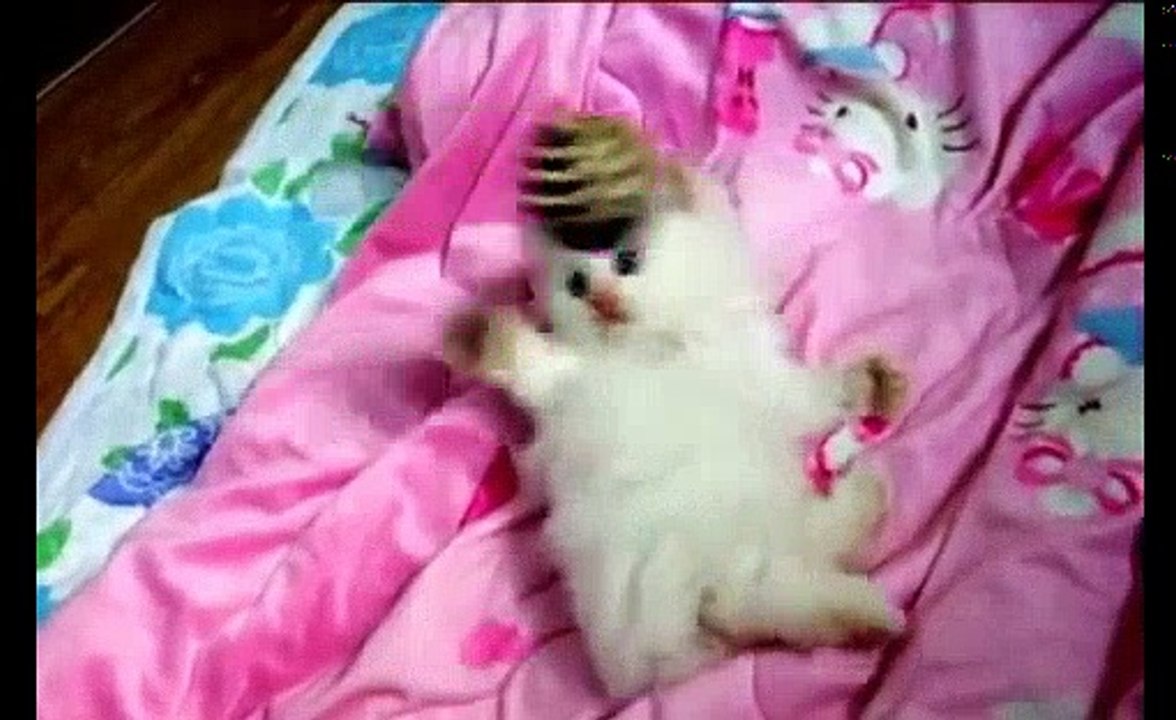 Cute Kittens Compilations 2018