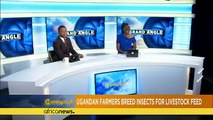 Ugandan farmers urged to use insects as livestock feed [The Morning Call]