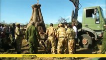 Kenya hopes to end human-wildlife conflicts by relocating 30 elephants