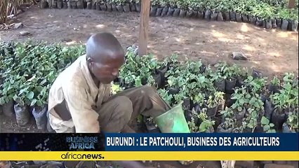 Patchouli, Burundi's new money maker