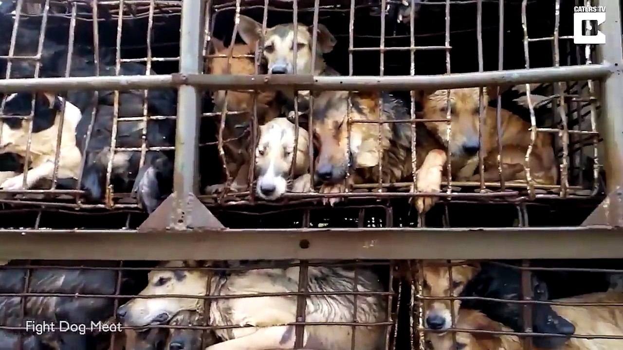 Yenilmeye götürülen köpekler