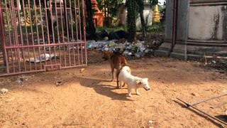 Countryside Dogs VS City Dogs Sweet Love Making