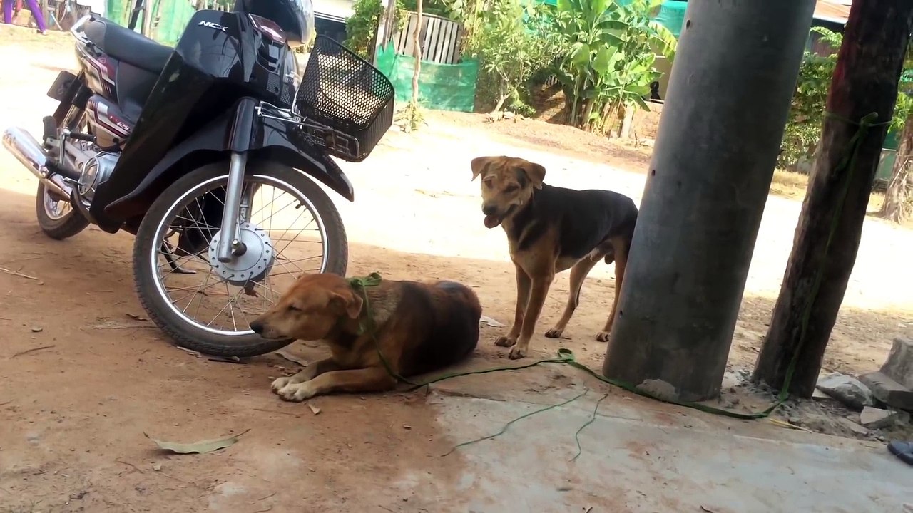 Street Dogs  Sweet Love Making