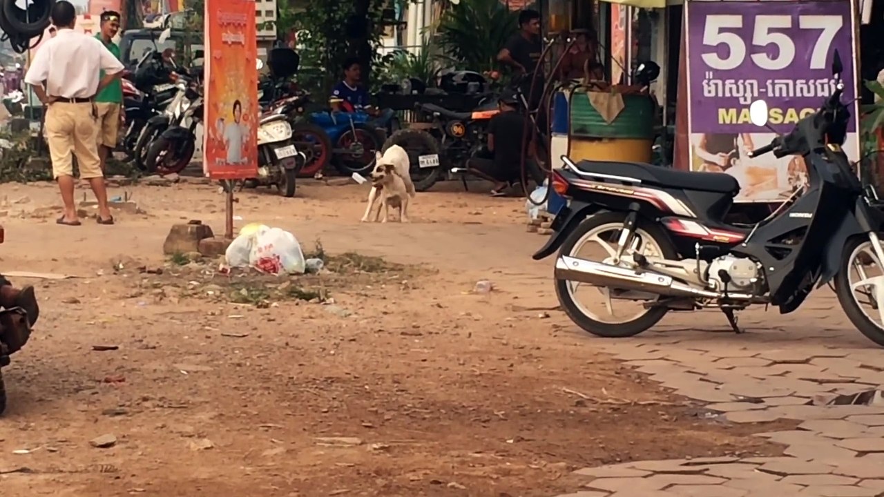 Street Dogs Are Making A Sweet Love Along The Road