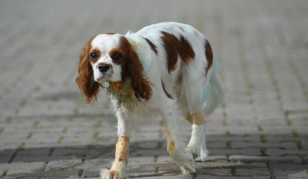 Bursa’da pitbull dehşeti kameraya böyle yansıdı