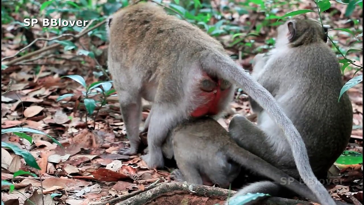 How Can Mom Weaning Adult Monkey If He Cry Like Baby 4 Month Old