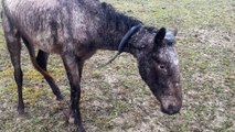 Soupçons de maltraitance animale après la mort d'un cheval à Lignières-Sonneville