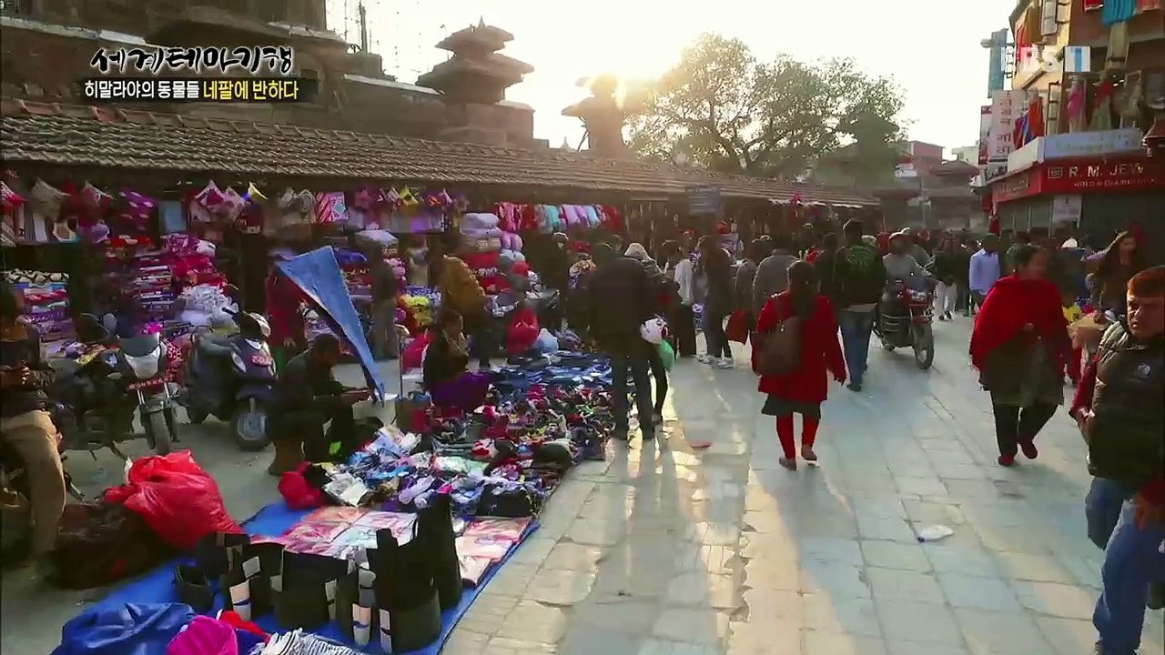 세계테마기행 - 히말라야의 동물들, 네팔에 반하다 4부- 신이 된 동물들_#001