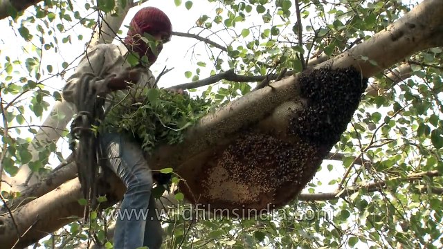 Smoke chases thousands of bees- Traditional honey removal in India