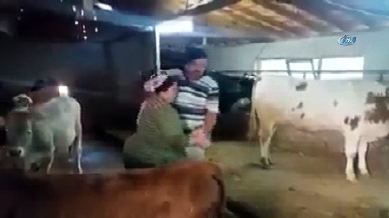 Ahırda şarkı söyleyip dans ettiler, sosyal medyada fenomen oldular