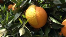 Yarısı limon, yarısı portakal meyve hayrete düşürdü