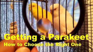 Getting a Parakeet or Budgie : How to Choose The Right One