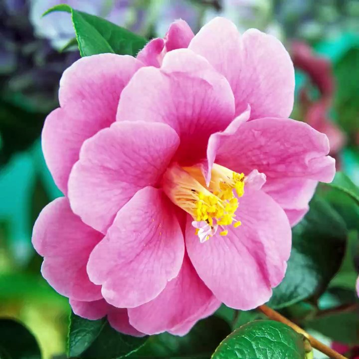 Un jour, un jardin avec Yvette