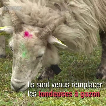 Des moutons broutent dans une prison d'Isère