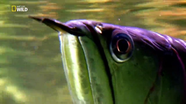 Vahşi Doğanın Bir Günü-Ekvatorda Yaşam