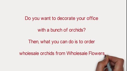 wholesale orchids