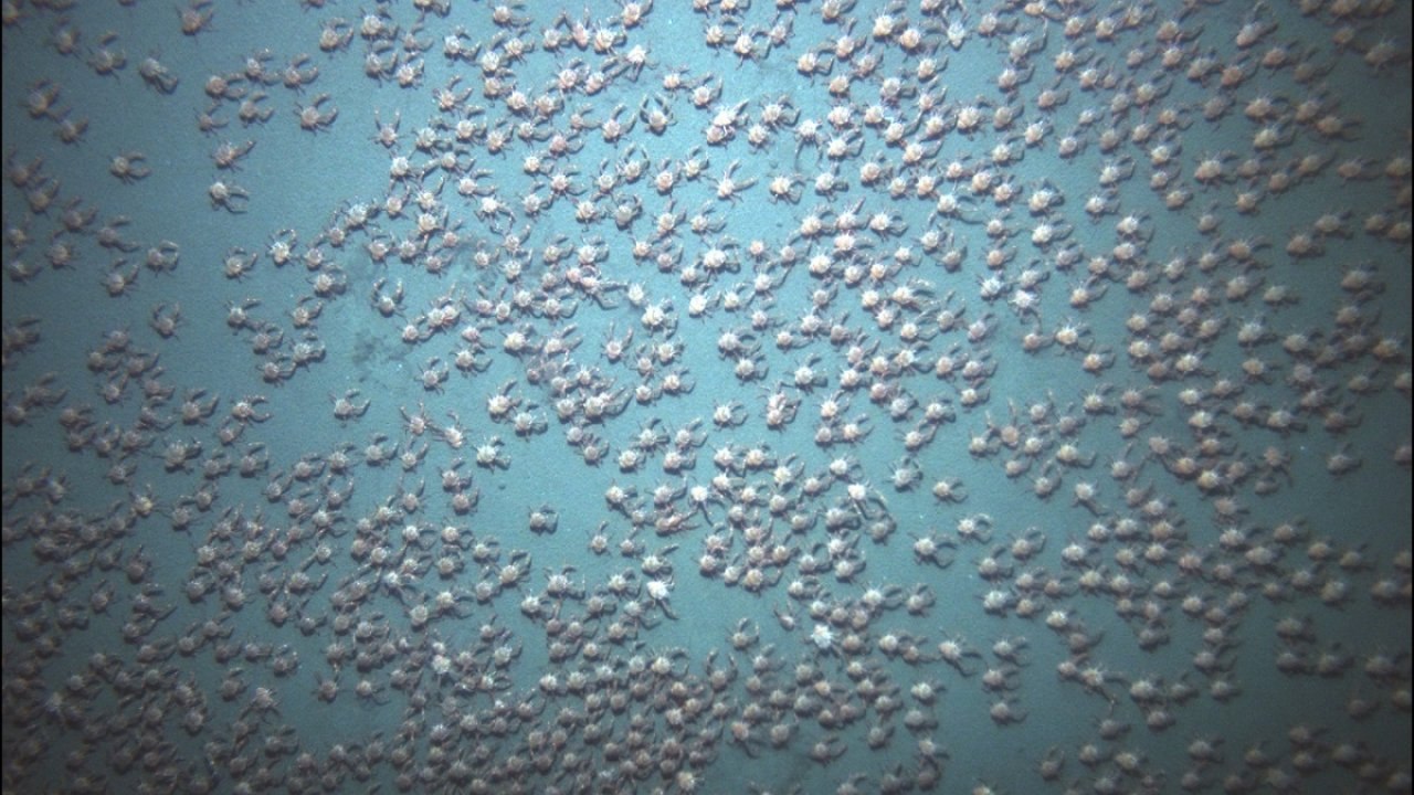 Mesmerising film shows thousands of red crabs swarming off Panama coast