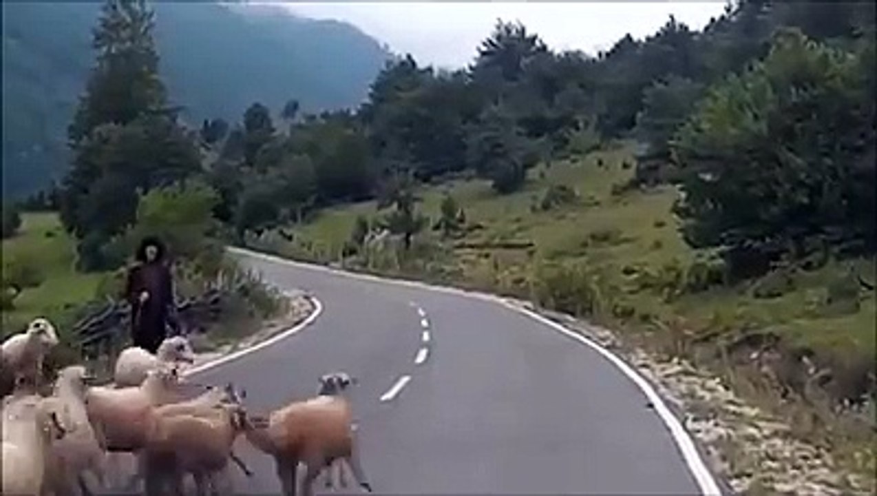Sheep Beating Man