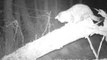 Rare Footage Captured of Scottish Wildcat in Clashindarroch Forest