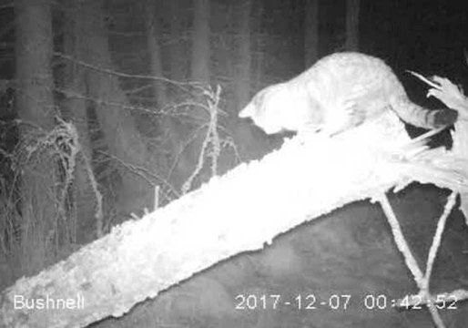 Rare Footage Captured of Scottish Wildcat in Clashindarroch Forest
