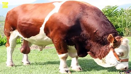 5 Razas De Vacas Únicas En El Mundo