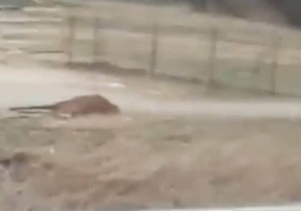 Police Launch Investigation After Horse 'Dragged' to Death on Oklahoma Road