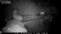 Pine marten siblings scrap over territory in surveillance footage