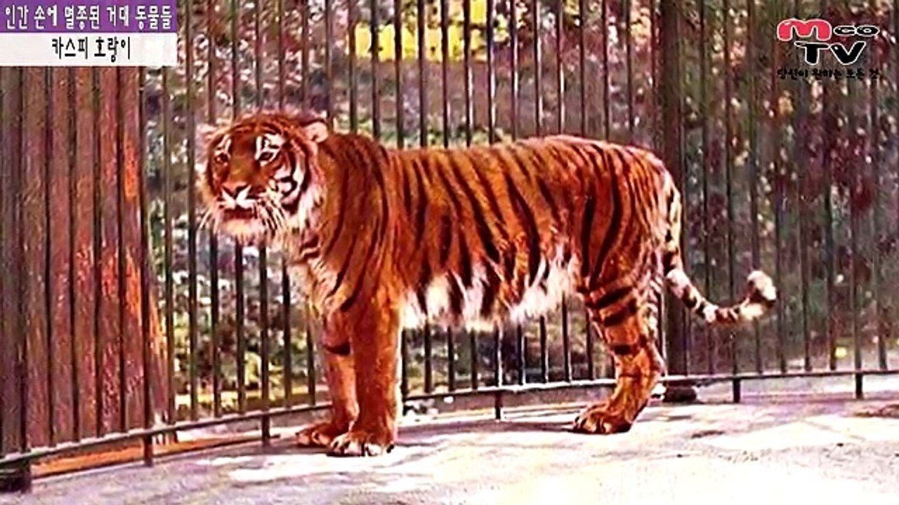 [랭킹 차트] 인간이 멸종시킨 거대 동물들! TOP5 (Mco가 들려주는 랭킹 이야기)