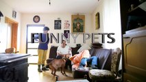Dogs See Owners After Long Time (NEW) [Funny Pets]