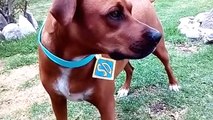 Dog Dances ScoobyDOO-papa